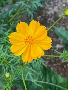 花８