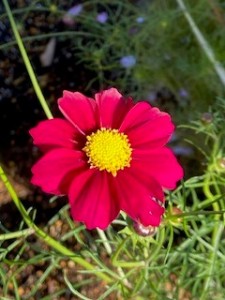 10月花２